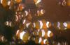 Biete Amphiprion ocellaris,  Clownfisch,  NEMO
