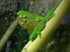 Großer Mad. Taggecko (Phelsuma grandis) Jungtiere von 2011