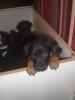 Australischer Kelpie/ Labrador-Goldenredriever Welpe zu verkaufen!