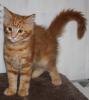 Maine Coon Katerchen
