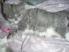 Ragdoll/ Persermix Katzenmädchen   