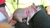 Gambia - Riesen Hamsterratten - https:/  /  gambiaratten-freunde.icu - Information