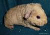 US Teddys 2, 1 suchen liebevolles Zuhause,  zuchtgeeignet mit Papiere!