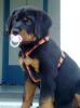 Rottweilerwelpe/ Rüde