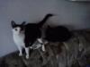 2 Katzen in liebevolle Hände abzugeben
