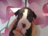 Boxermix Welpen kraftig, viele Farben.........