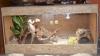 Bartagamen Pärchen inkl. 100x50x50 OSB Terrarium mit Zubehör