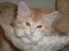 Wundervolle Maine Coon Kitten abzugeben
