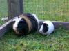 2 Meerschweinchen