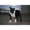 Boston Terrier Welpen !!! Boston Terrier Welpen