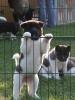 AMERICAN AKITA WELPEN mit VDH/ FCI-Papieren !