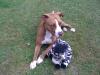 red nose pitbull hündin 4 jahre,  kastriert + EU pass