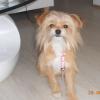 chihauhau-yorky mix