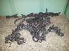 Boa constrictor imperator DNZ April 2011