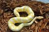 Schöne Albino und Schecken Ball Pythons zum Verkauf /  Übernahme
