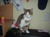 katze , minka