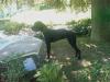 , ,  Familien Traumhund  Schmusebacke