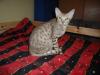 Wir geben unsere Brighty,  cinnamon silver spotted Ocicat,  ab !