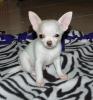 Wunderschöne Weisse Chihuahuababys Langhaar, (Rüde Und Hüden) 