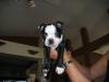 Boston Terrier Welpen