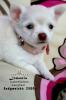 Kleine Chihuahua Welpen. Langhaar Mädchen,  wunderschön !