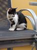 kastrierter Kater,  14 Monate,  schwarz-weiß
