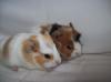 Meerschweinbabys suchen neues Zuhause,  Meerschweinchen