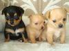 Chihuahua-Welpen in Lang und Kurzhaar     VDH/  FCI  