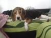 Süßer Beagle Welpe/ Junghund