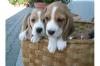 Beagle-Welpen in Lang und Kurzhaar ! ( VDH/  FCI )