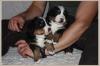 Berner Sennenhund Welpen