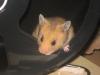 richtiges Goldihamstermädchen sucht ein neue Zuhause