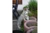  wunderschöne Siberian Husky Welpen mit Stammbaum