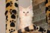 fünf Maine Coon Katerchen suchen noch einen Kuschelplatz