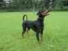 DECKRÜDE - Wunderschöner reinrassiger,   kräftig gebauter Dobermann bietet sich a