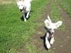 chinesischer schopfhund und weisse schäferhündin suchen neues zuhause