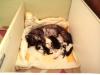 Katzenbabys