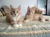 Maine coon kitten mit Papiere