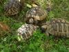 Griechische Landschildkröte,  NZ 2002,  m