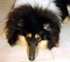 DRINGEND - langfristiger Pflegeplatz für super liebe Hunde gesucht