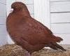 Verkaufe Carneau Tauben Rot