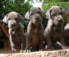Deutsche Dogge,  Doggenwelpen in blau