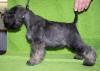 Zwergschnauzer Welpen pfeffer/ salz