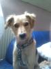 beagle cocker spaniel sucht dringend neues zuhause
