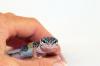Junge,  handzahme Leopardgecko Weibchen