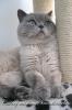 typvoller Britisch Kurzhaar Colourpoint Deckkater blue-point Blutgruppe B