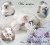 vier zauberhafte Britisch Kurzhaar Colourpoint Kitten suchen ein zuhause