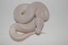 Python regius NZ 2011 Lesser (1.2) und B.L.Lucy 0.1  Oddball und Yellowbelly adu