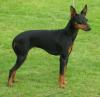SUCHEN Russian/ English Toy,  Chihuahua oder Zwergpinscher ... Jungtier oder ausge