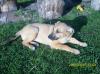 Malinois.mix Welpen
